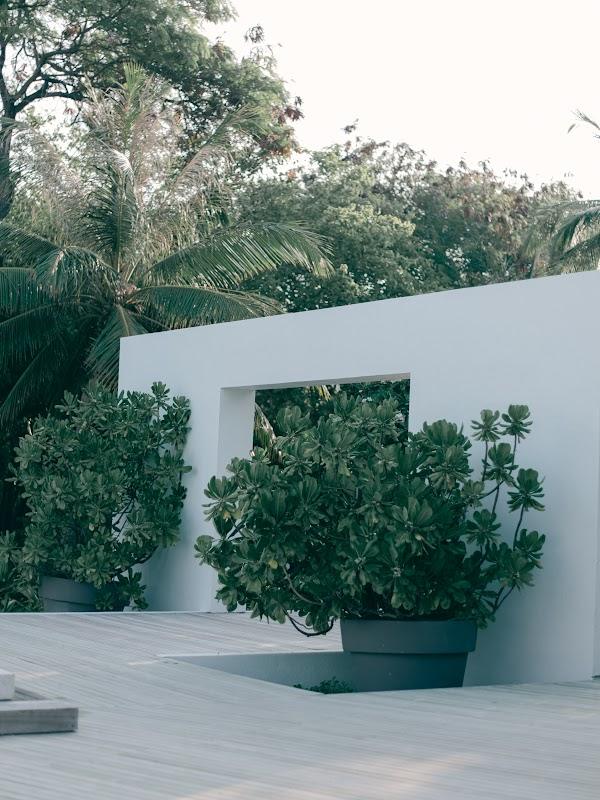 Plant, Daytime