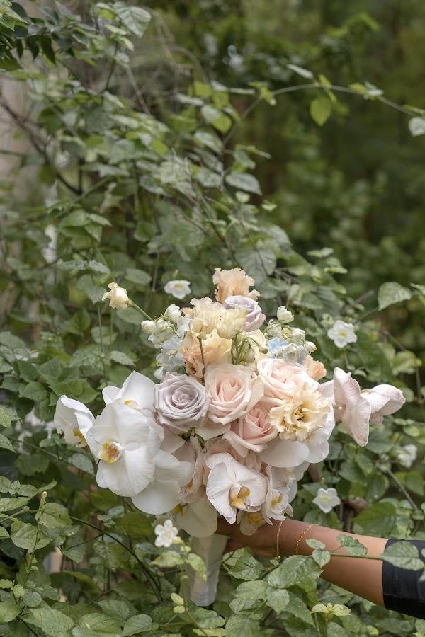 Plant, Flower, Petal