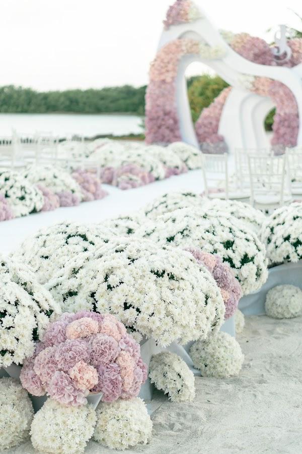 Photograph, Plant, Flower, Petal