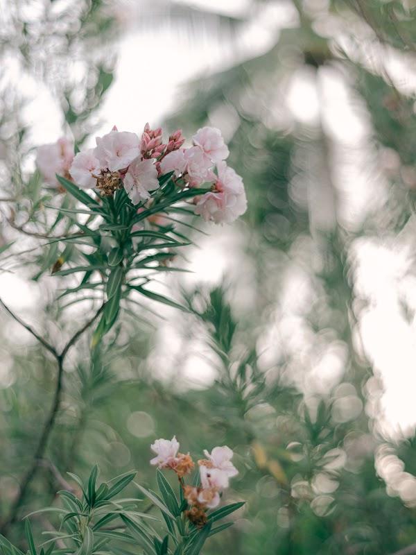Plant, Flower