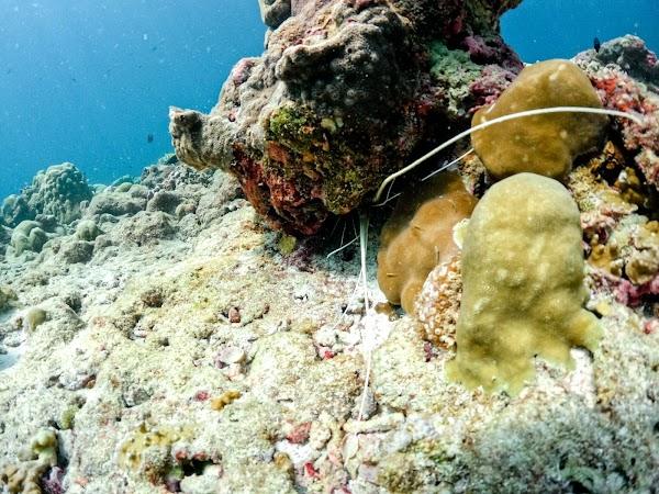 04 - Snorkeling Trip