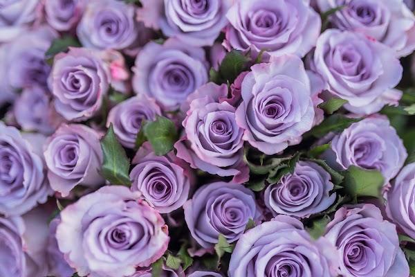 Flower, White, Nature, Purple