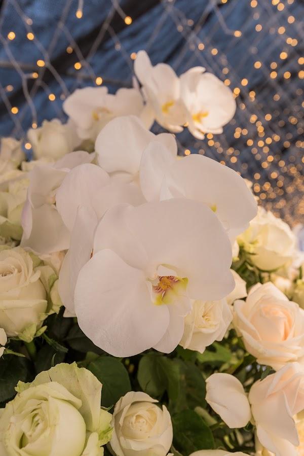 Flower, White, Plant, Light