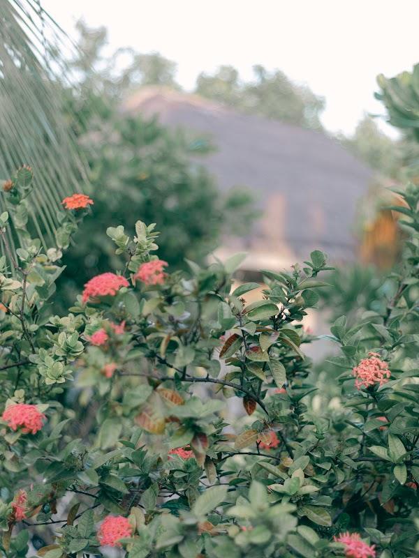 Plant, Flower, Plant community
