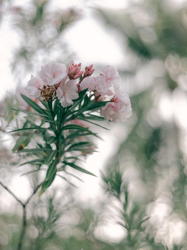 Plant, Flower