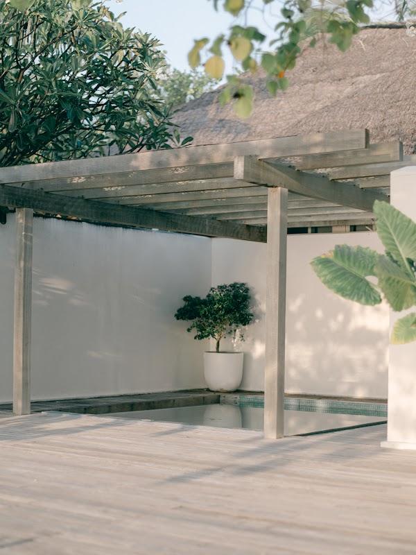 Plant, Daytime