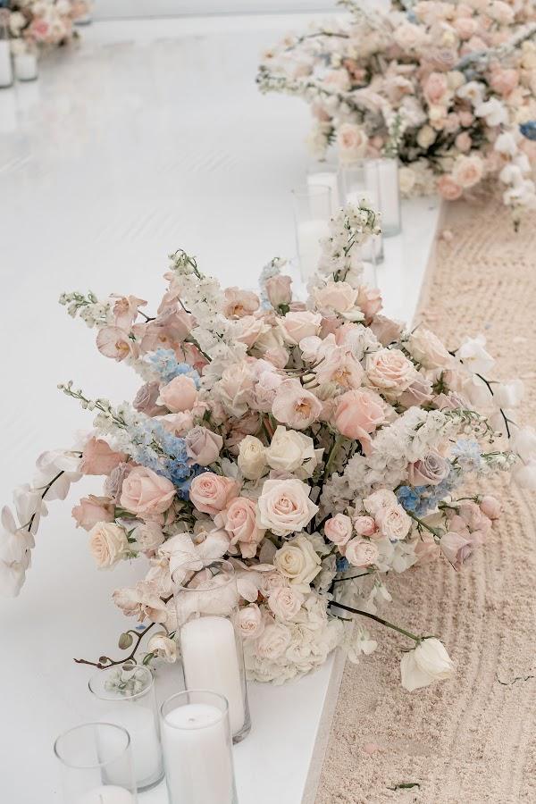 Flower, Plant, White
